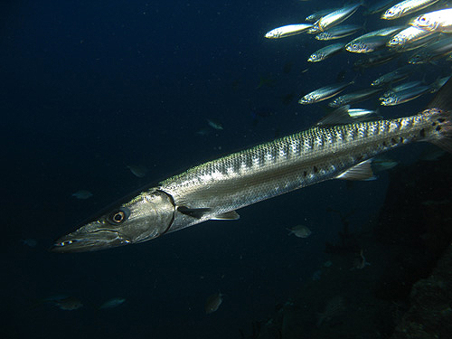 GUADELOUPE - Réserve Cousteau