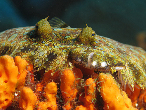 GUADELOUPE - Réserve Cousteau