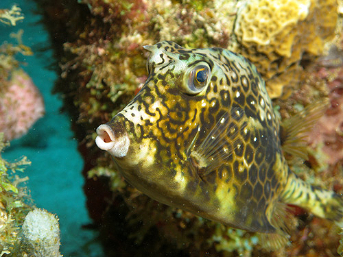 GUADELOUPE - Réserve Cousteau