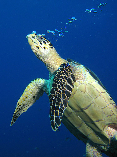 GUADELOUPE - Réserve Cousteau