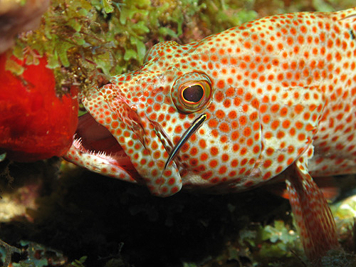 GUADELOUPE - Réserve Cousteau