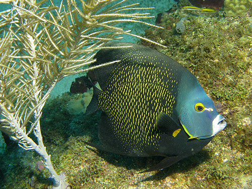 GUADELOUPE - Réserve Cousteau