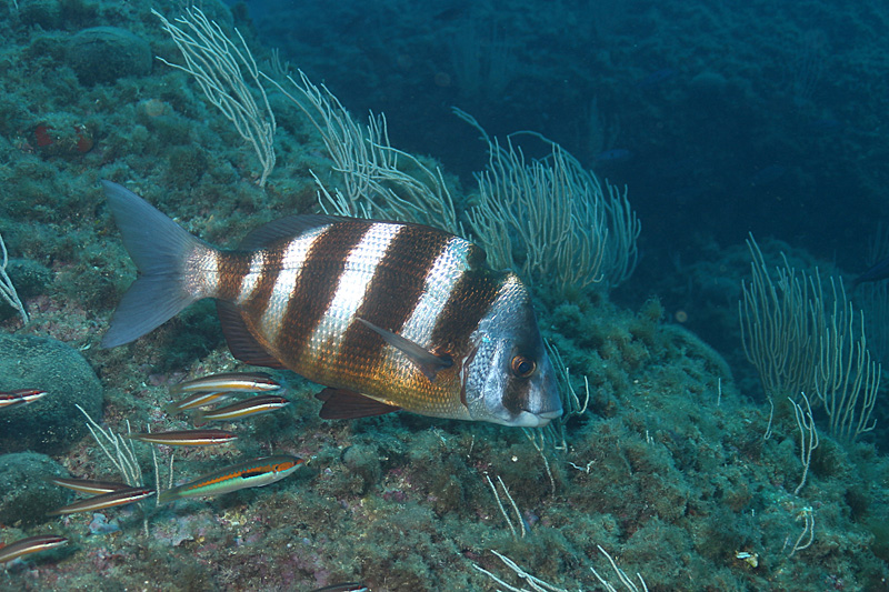 Estartit - Sar tambour et girelles