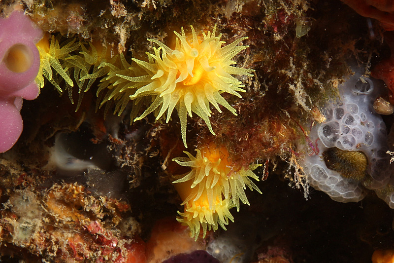 Estartit - Corail jaune solitaire