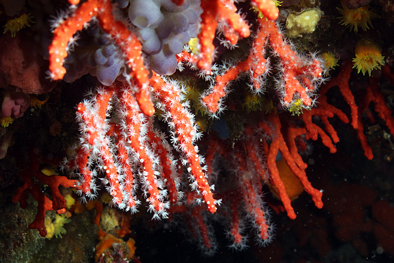 Estartit - Corail de Méditerranée