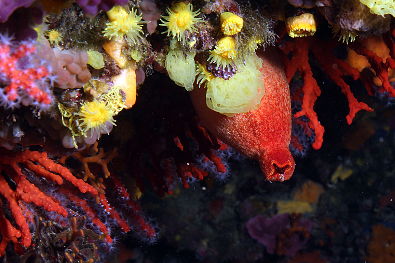 Estartit - Ascidie rouge, corail jaune solitaire, corail rouge et clathrine