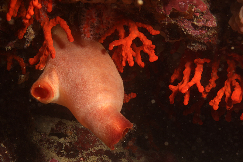 Estartit - Ascidie rouge et corail rouge