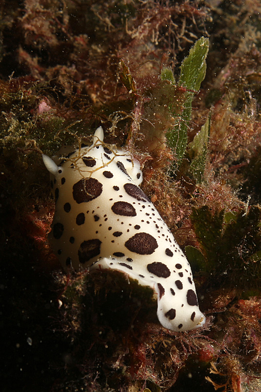 Llança - Doris dalmatien