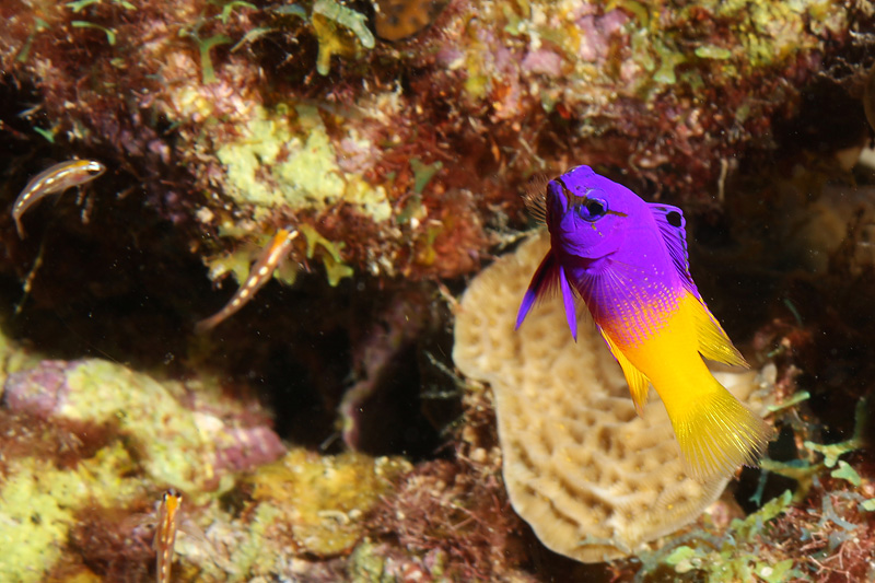 Bonaire - Gramma royal