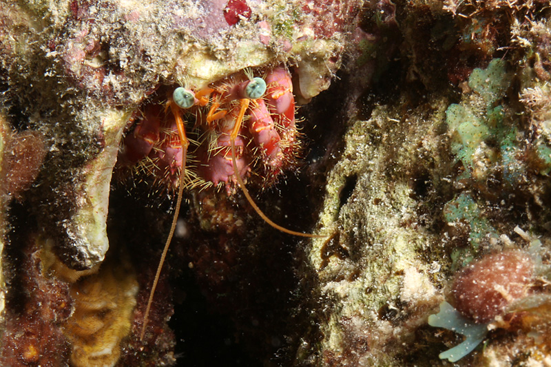Bonaire - Minuscule bernard l hermite