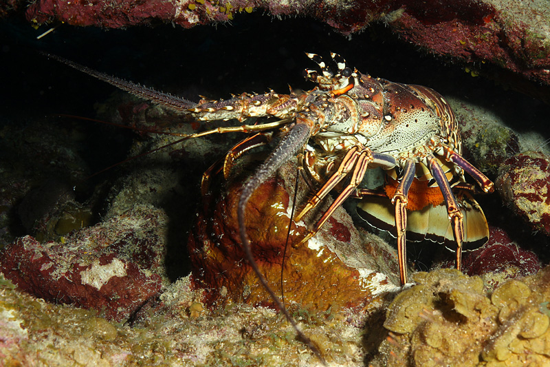 Bonaire - Langouste royale