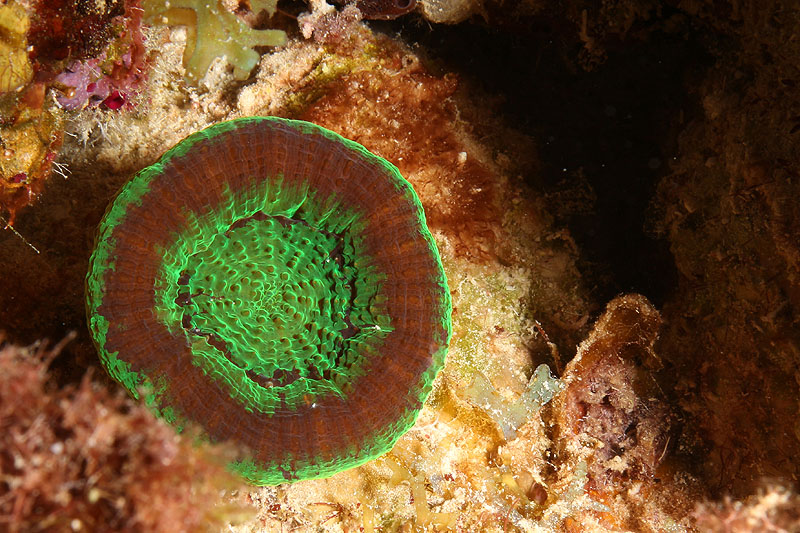 Weber s Joy (Pl. n° 14)