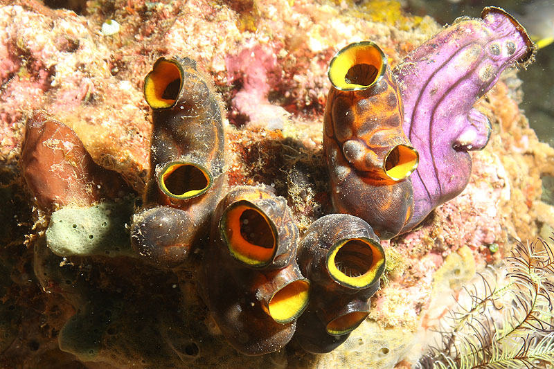 Pemuteran - [q]Napoleon Reef[q] (Pl. n° 01)