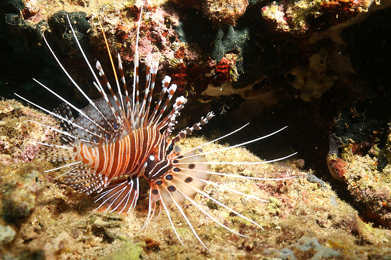 Pemuteran - [q]Napoleon Reef[q] (Pl. n° 01)