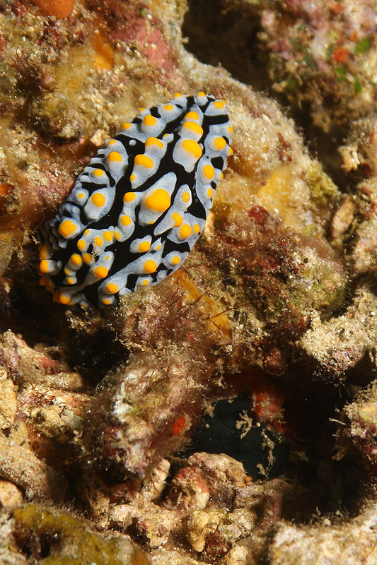 Pemuteran - [q]Napoleon Reef[q] (Pl. n° 01)