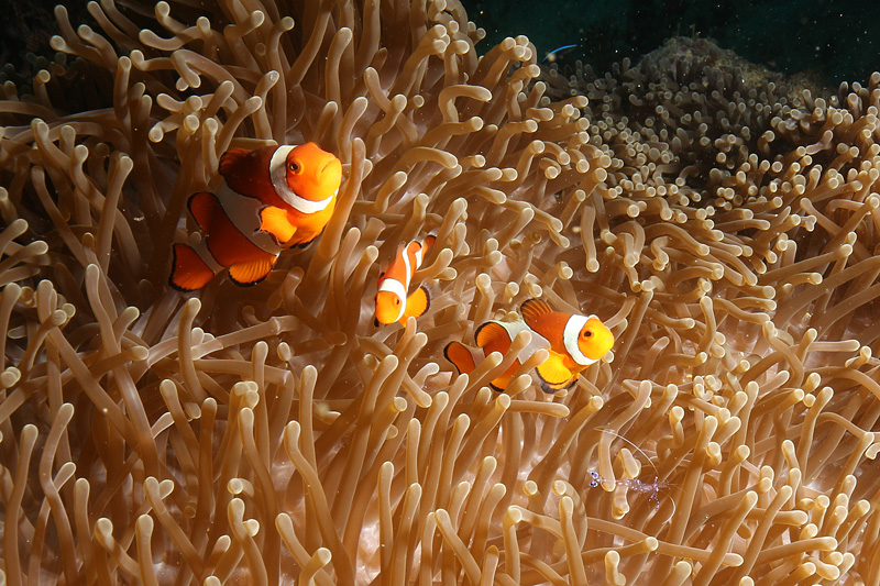 Bali - Poissons clowns à trois bandes