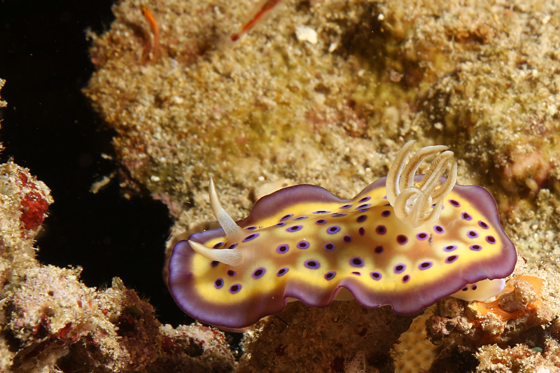 Bali - Chromodoris de Kune