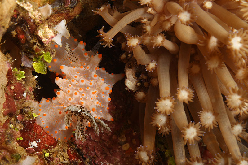 Pemuteran - [q]Deep Reef[q] (Pl. n° 07)