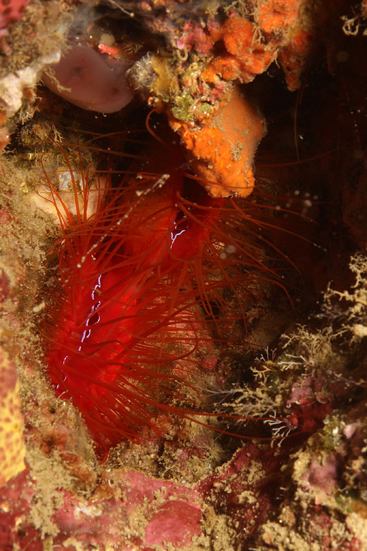 Pemuteran - [q]Deep Reef[q] (Pl. n° 07)