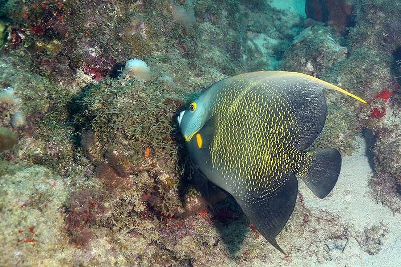 Réserve Cousteau