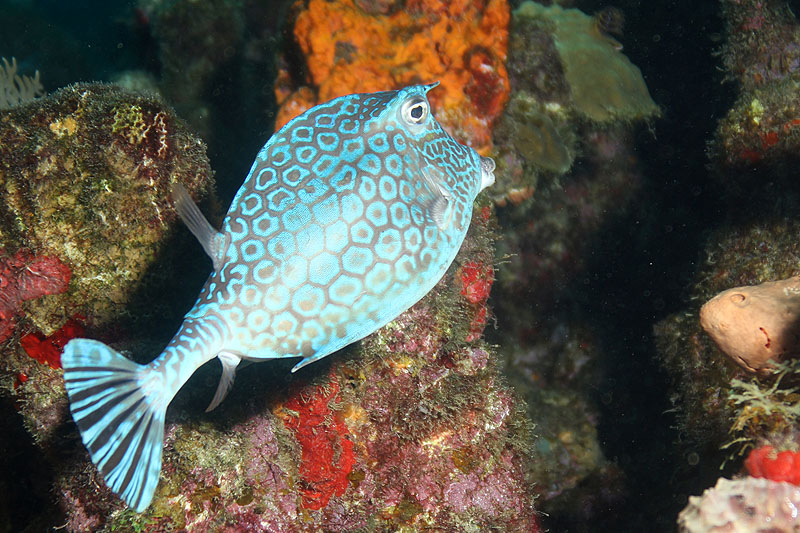 Réserve Cousteau