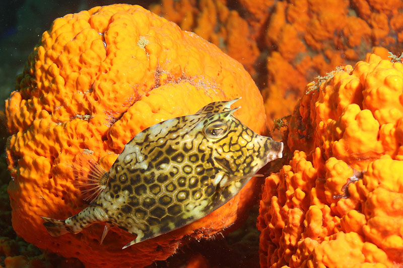 Guadeloupe - Poisson coffre nid d abeille