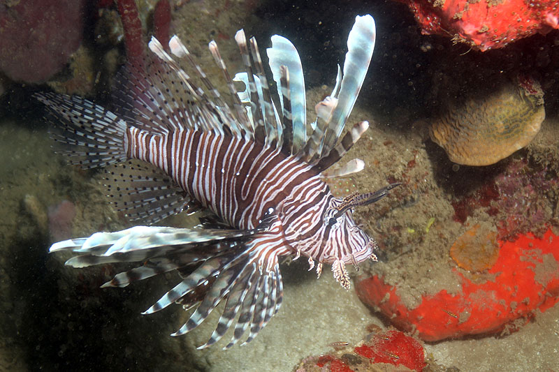 Réserve Cousteau