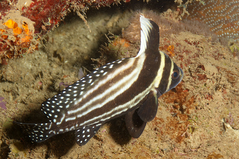 Réserve Cousteau