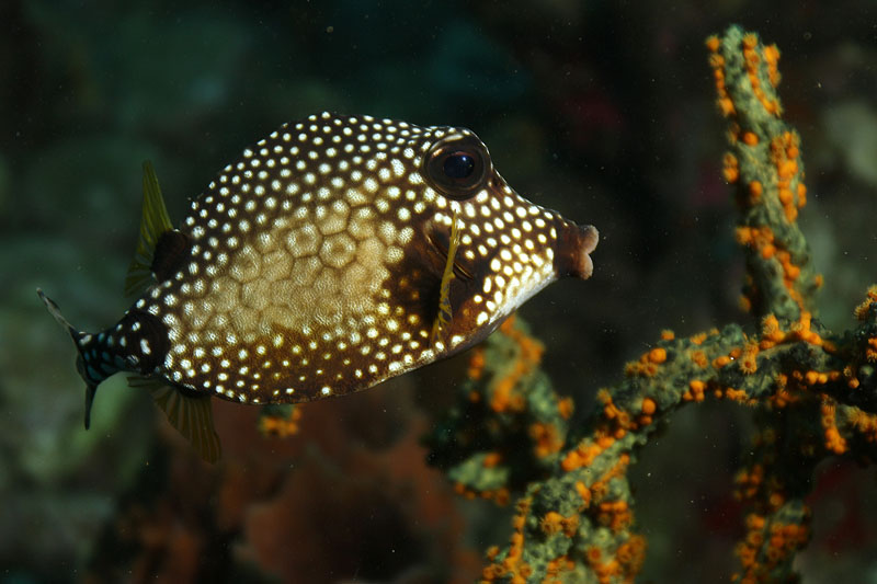 Réserve Cousteau