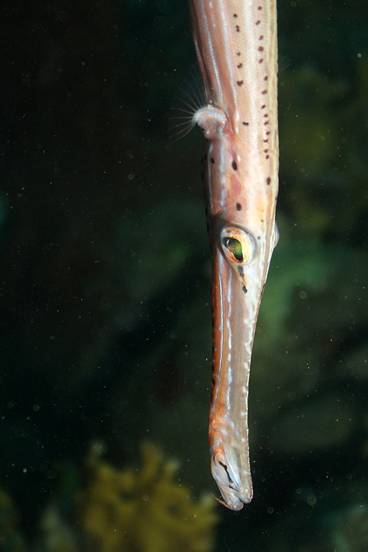 Réserve Cousteau