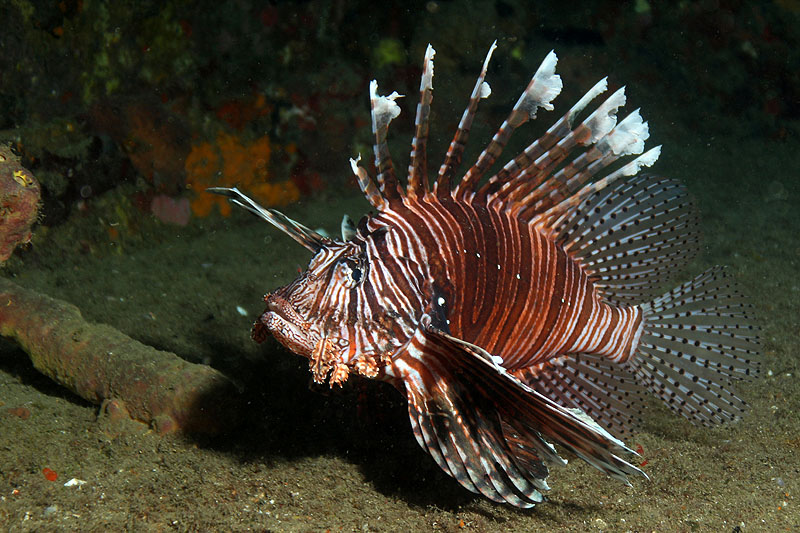 Photo Poisson scorpion