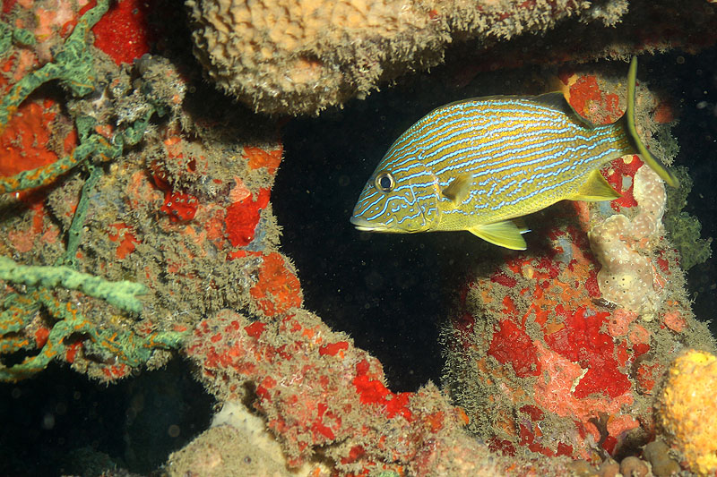 Réserve Cousteau