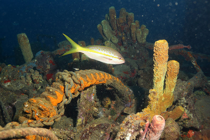 Réserve Cousteau