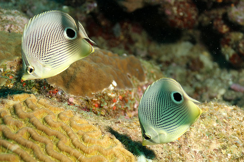 Réserve Cousteau