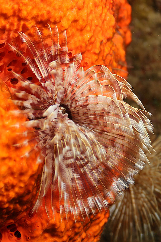 Réserve Cousteau