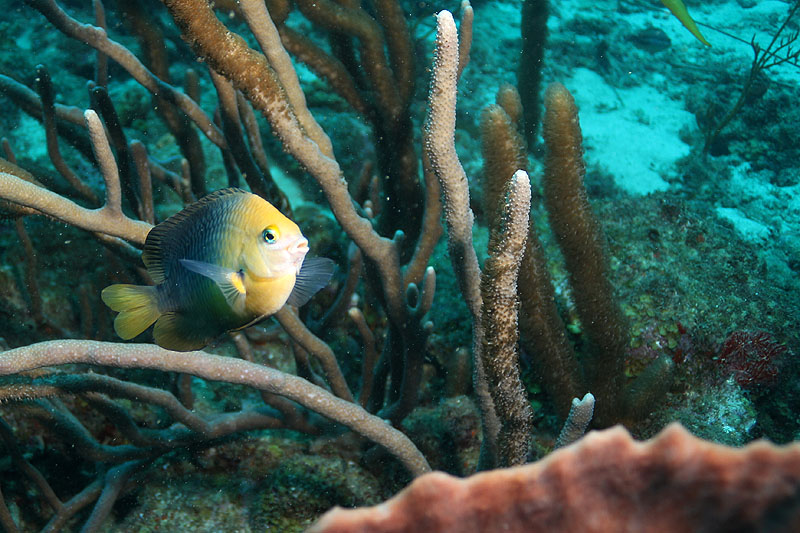 Réserve Cousteau