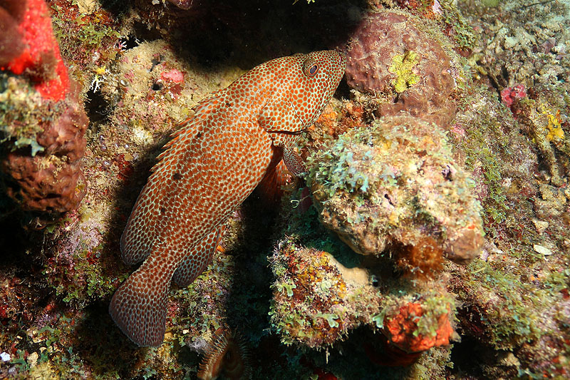 Réserve Cousteau