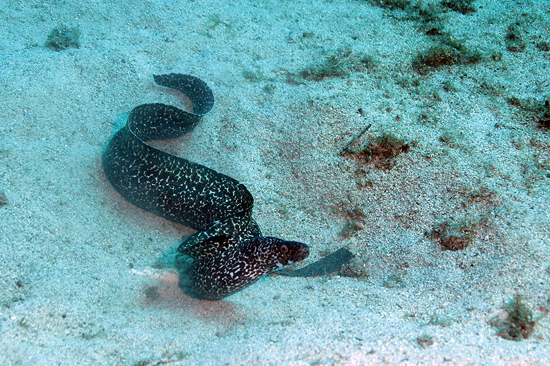 Réserve Cousteau