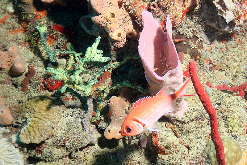 Réserve Cousteau