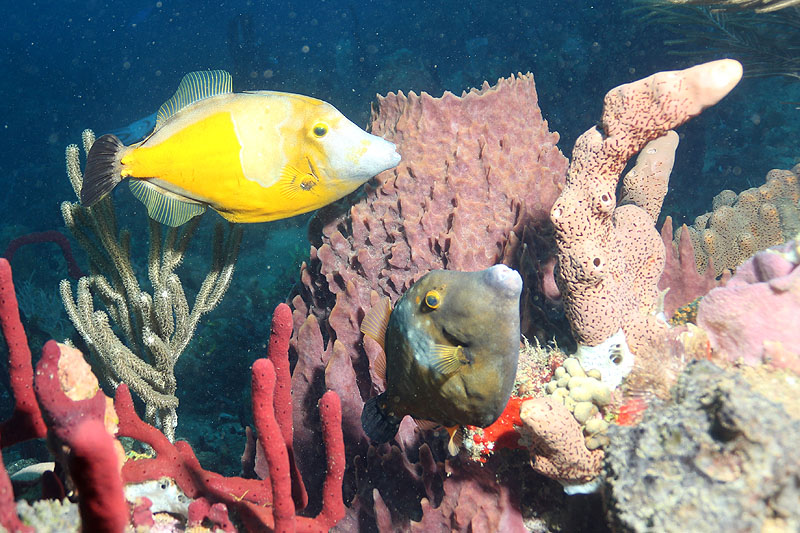 Réserve Cousteau