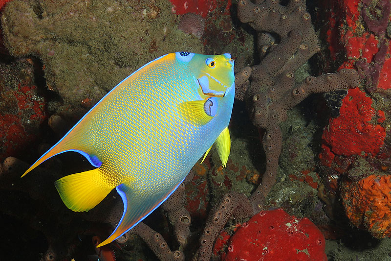Réserve Cousteau