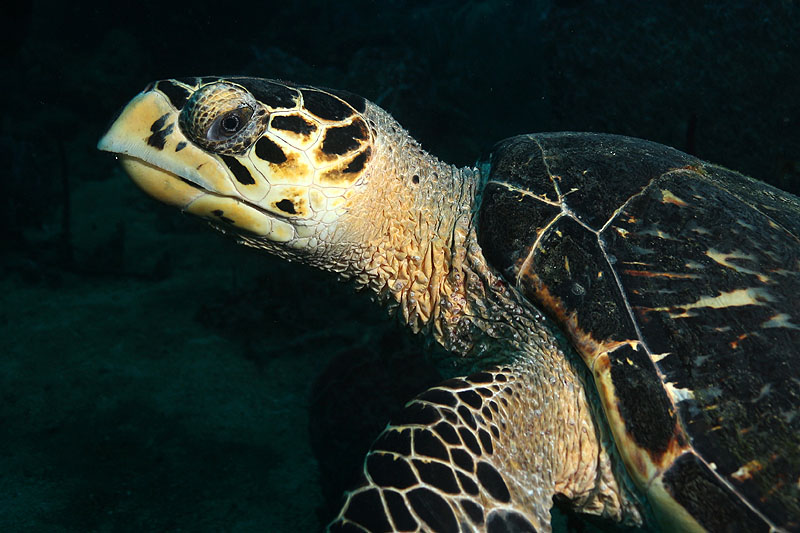 Réserve Cousteau