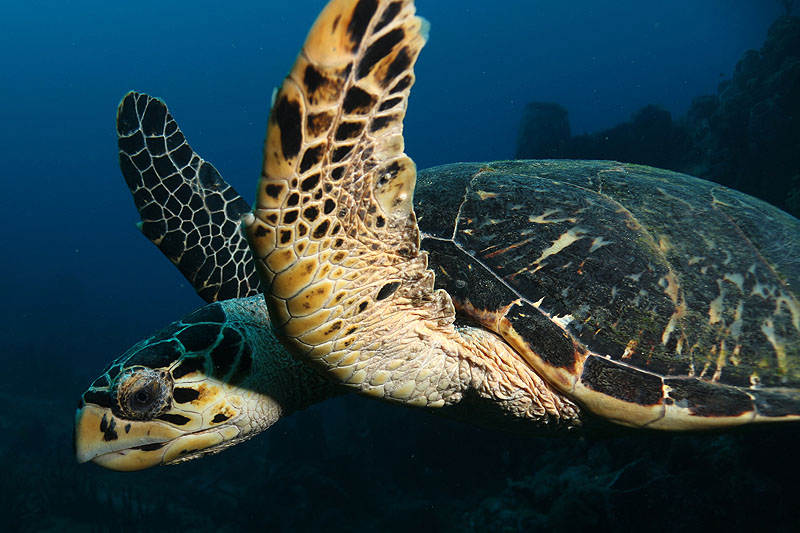 Réserve Cousteau