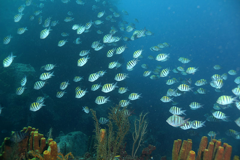 Réserve Cousteau