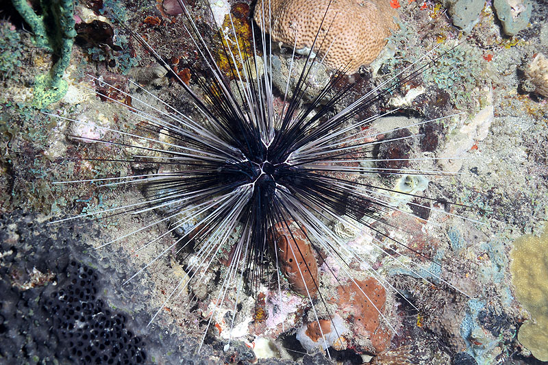 Réserve Cousteau
