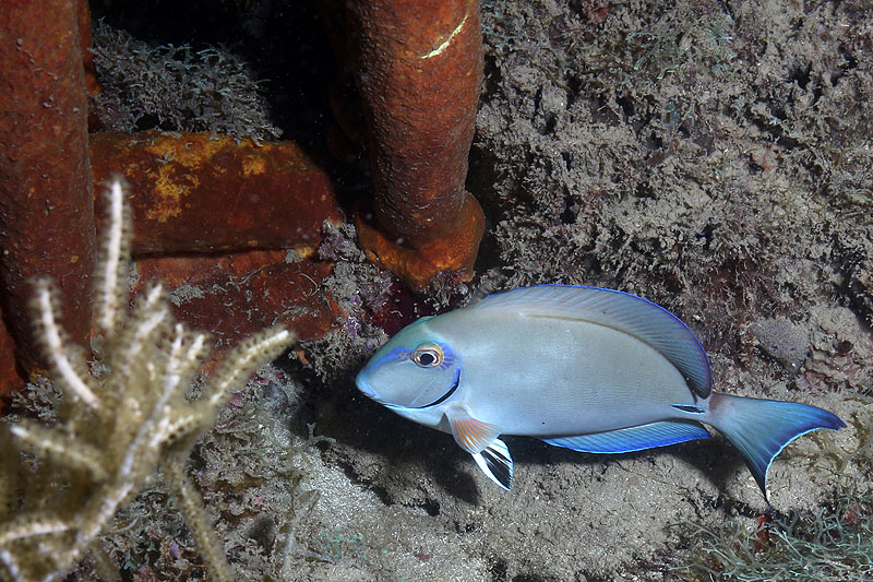 Réserve Cousteau