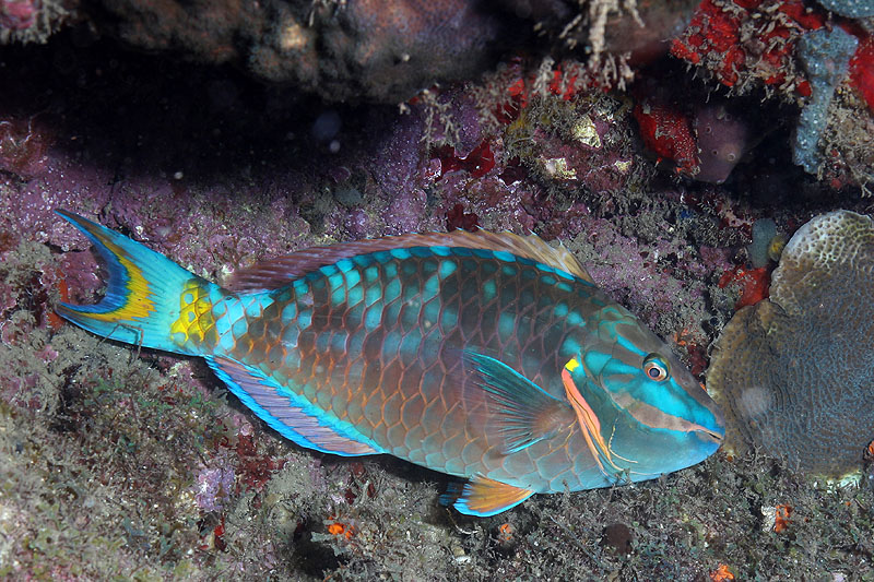 Réserve Cousteau