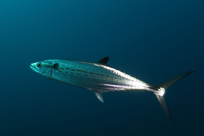 Réserve Cousteau