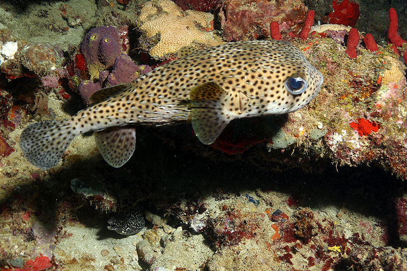 Réserve Cousteau