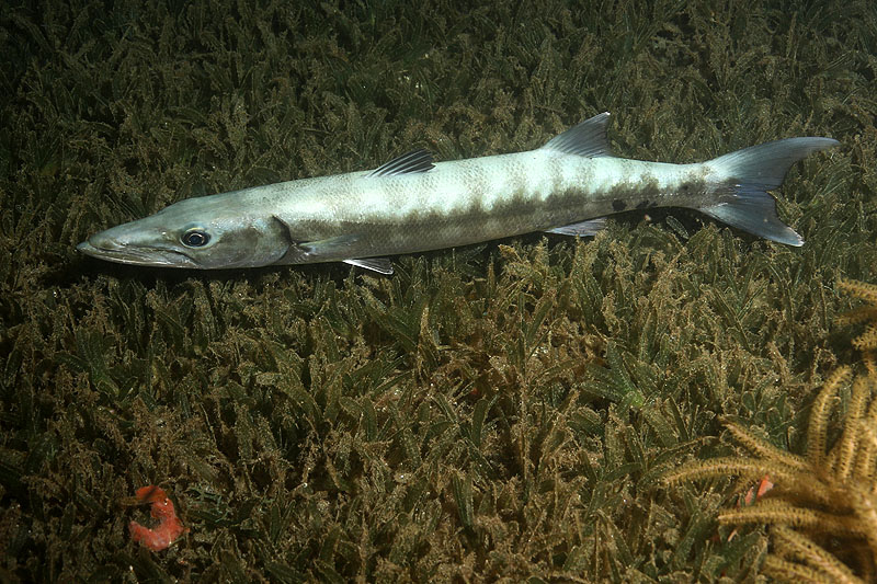 Réserve Cousteau